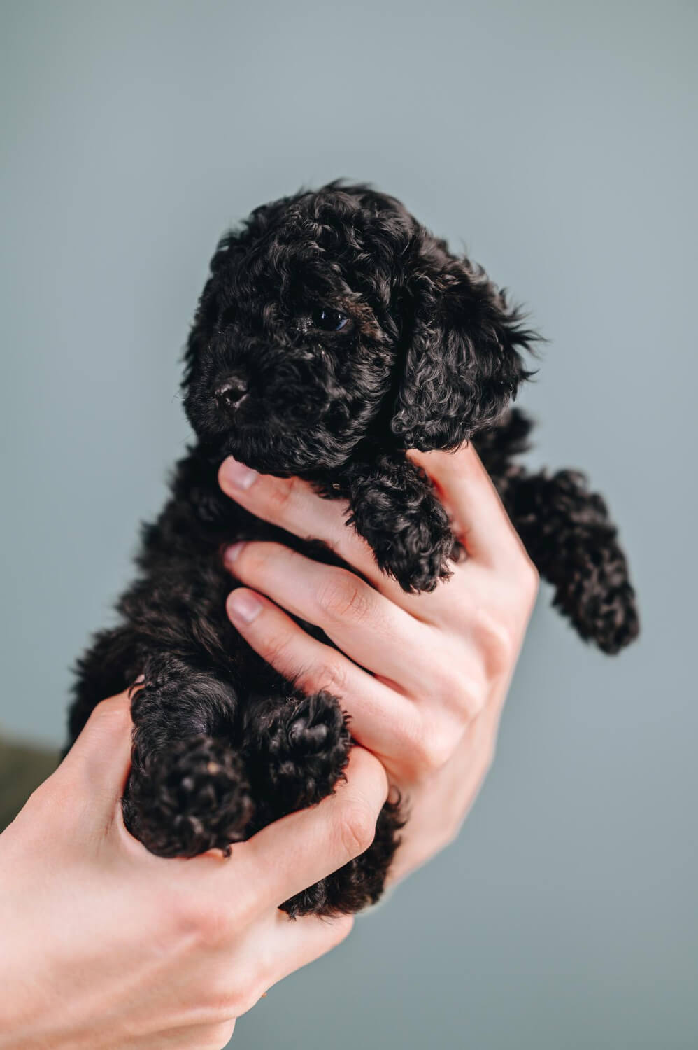 Poodle