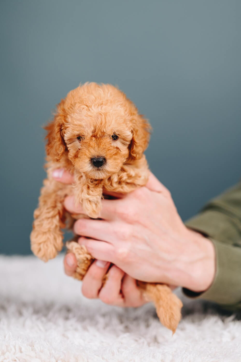 Poodle